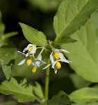 Black nightshade